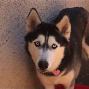 Meet your Posher, Claudia